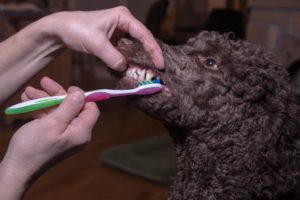 Read more about the article February is National Pet Dental Health Month!